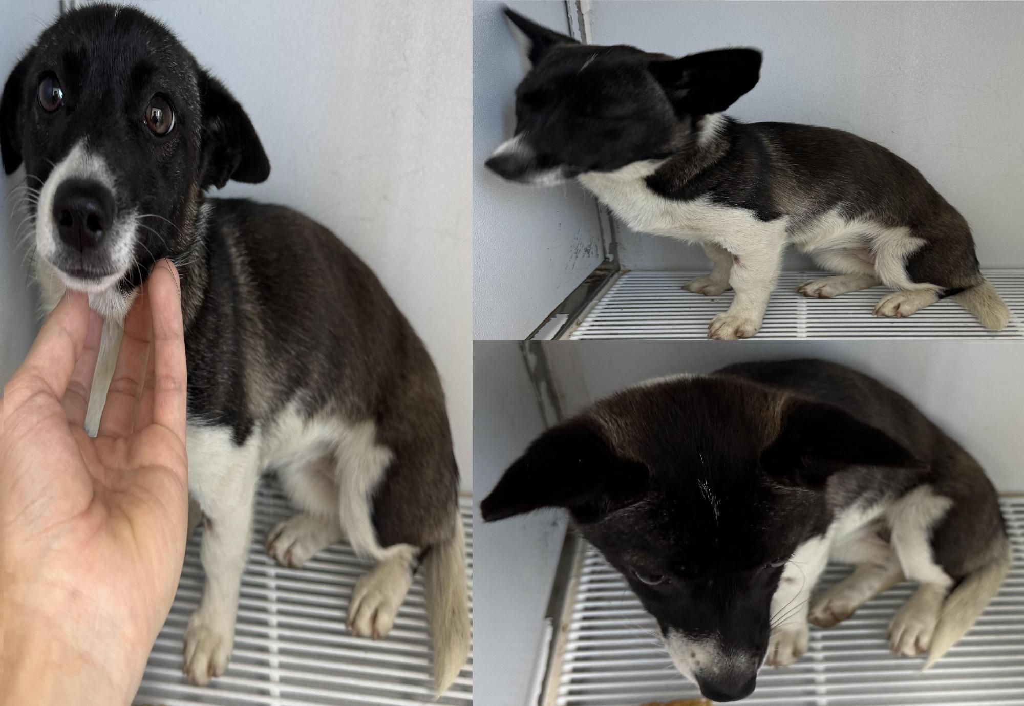 서산시 동물보호센터_444453202501336